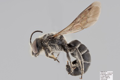 [Chelostoma rapunculi male (lateral/side view) thumbnail]